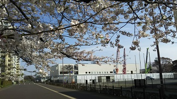 桜と工事全景の画像