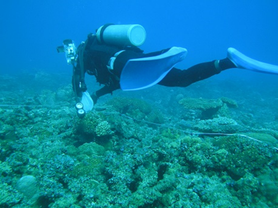サンゴの生育状況調査（母島）