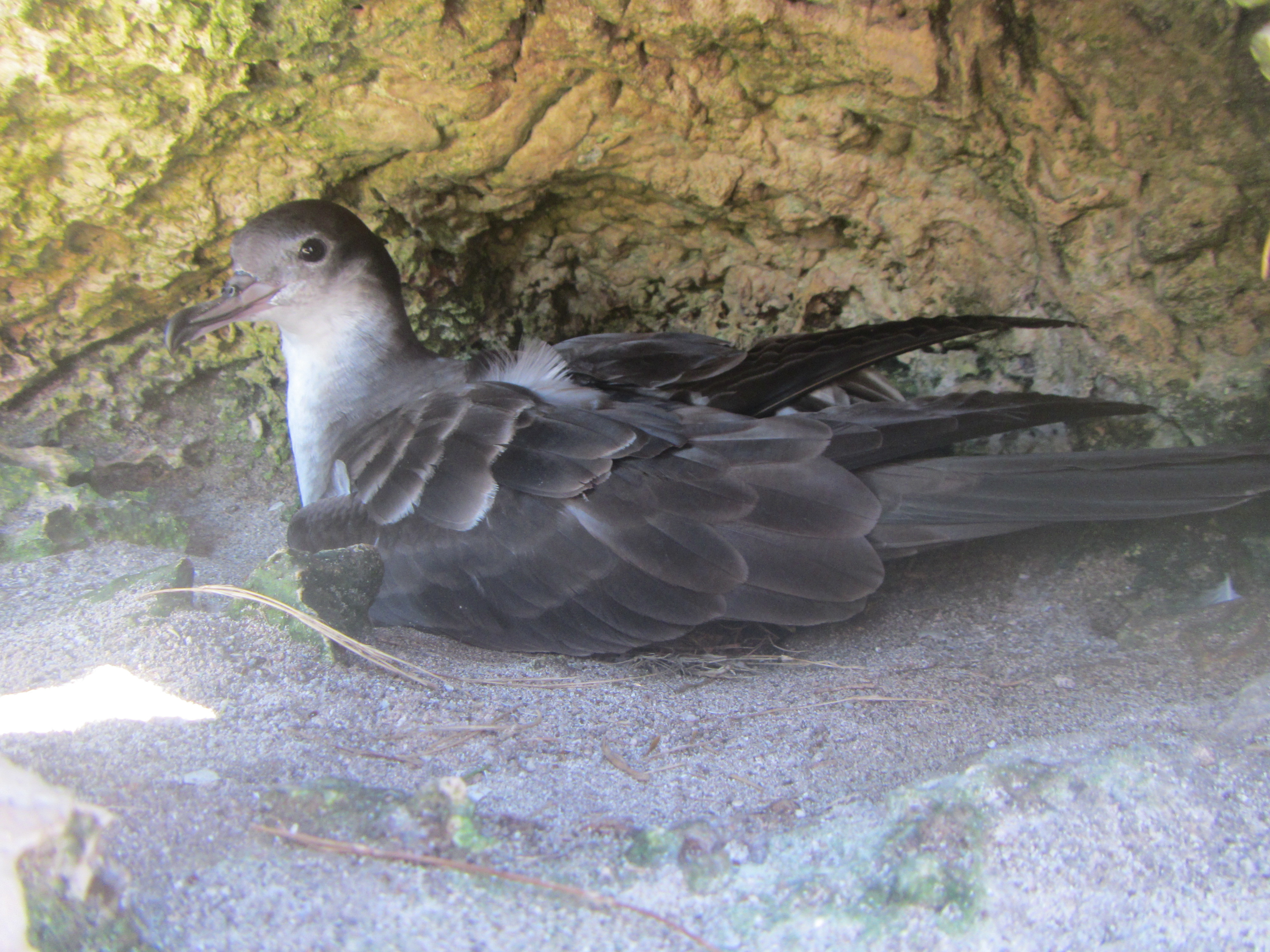 南島で営巣している海鳥（オナガミズナギドリ）