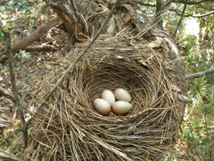 写真：トラツグミの巣