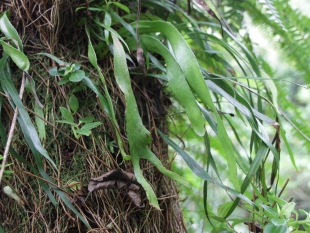 写真：小笠原諸島におけるコブランの再発見