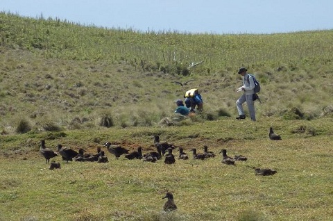 写真：聟島列島アホウドリ類足環付け調査