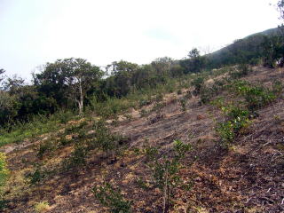 造林補助森林