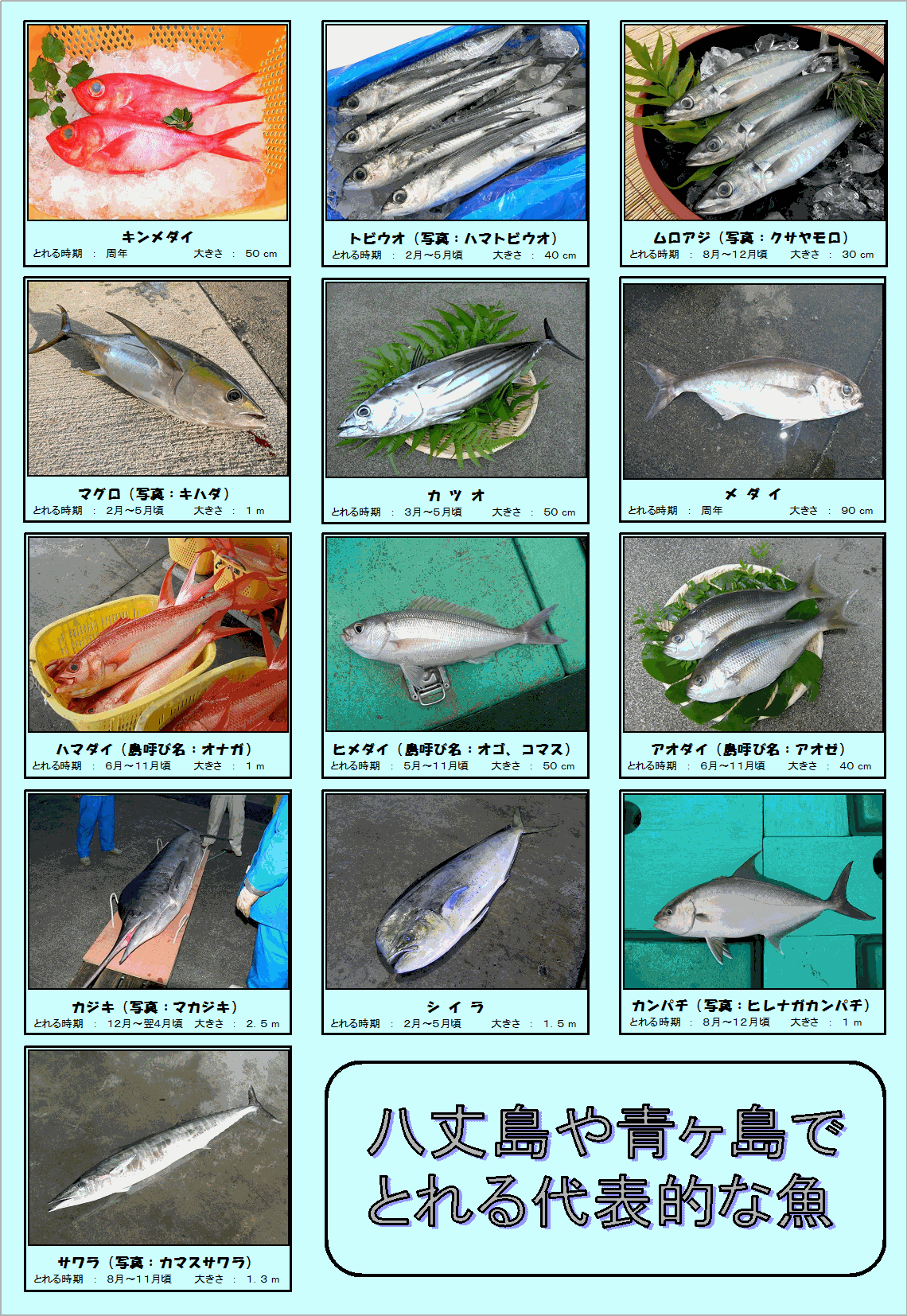 八丈島や青ヶ島でとれる代表的な魚 画像