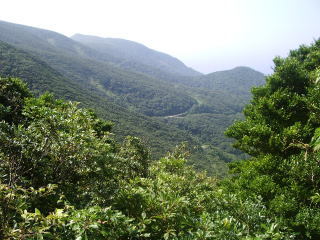 御蔵島の森 画像