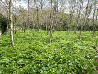 アシタバの栽培風景 画像