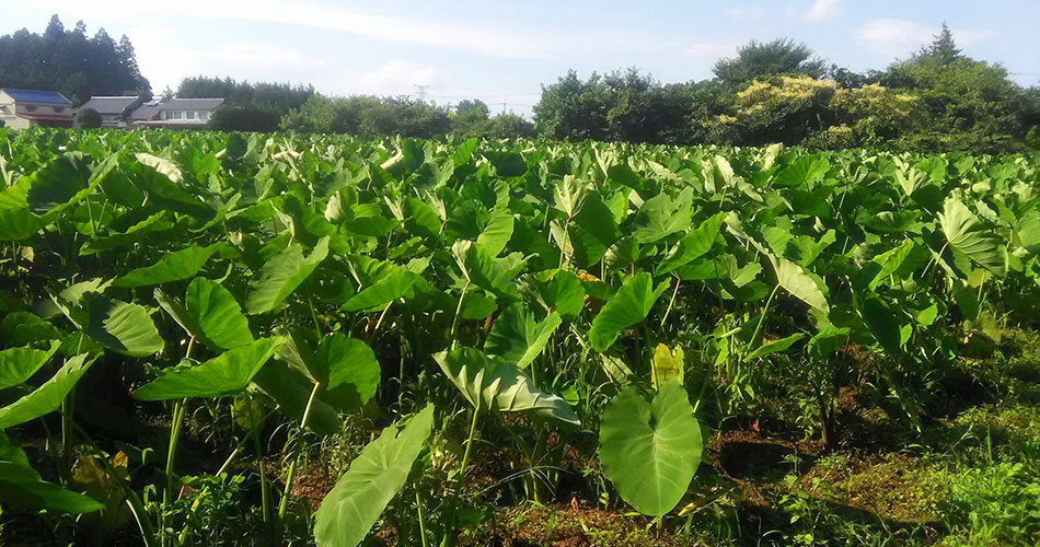 Picture of Field of Soma Dotare, Oonomura Farm