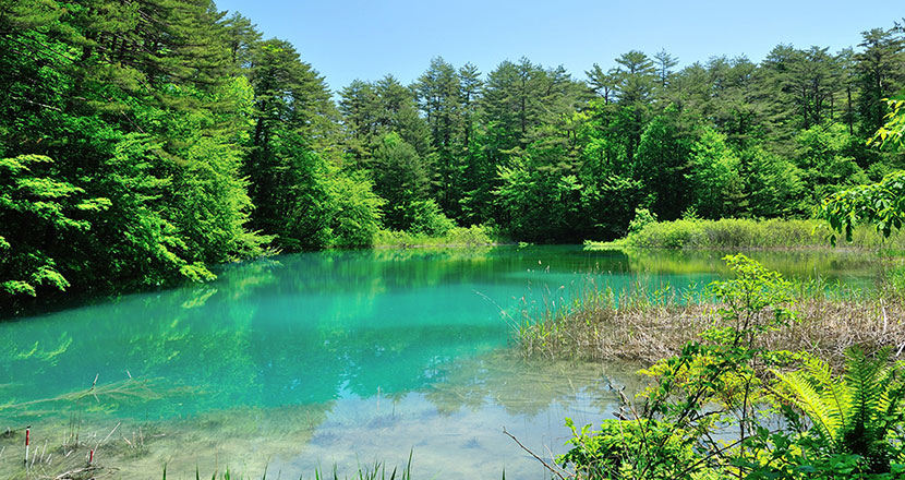 Picture of Goshikinuma Lake is an abbereviation of Goshikinuma Kosho-gun (Group of Gosikinuma Lakes) including Tatsunuma, Rurinuma and Bishamonnuma.  The mysterious Lakes in which the colors of the water are different among each lake