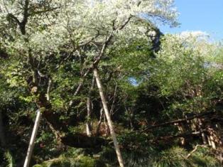 国指定・特別天然記念物　大島のサクラ株 写真