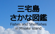 三宅島さかな図鑑 イメージ