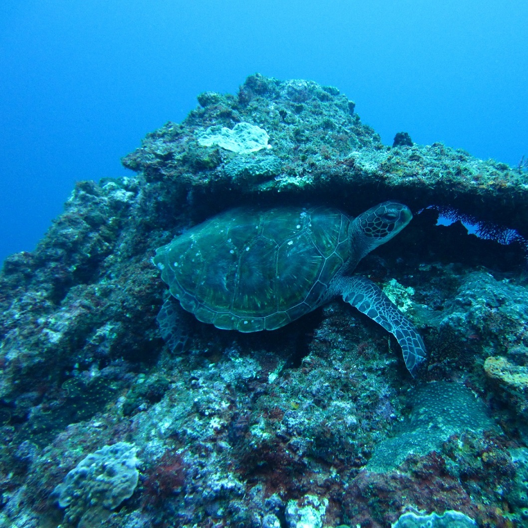 帰島１０周年記念事業 画像1