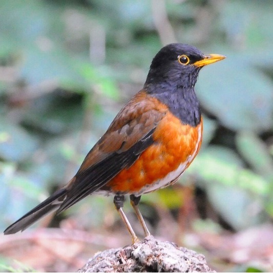 三宅島写真館 画像1