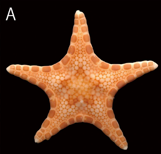 コウヨウアカモンヒトデ