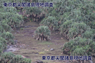 表層土の流失