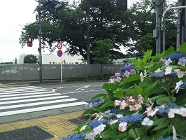 工事風景_アジサイの季節