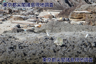 魚釣島の岩場で羽を休めるチュウサギ