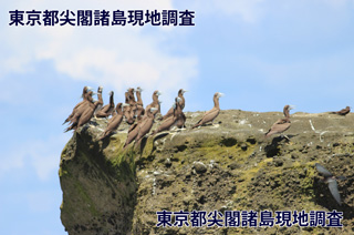 北小島のカツオドリの群れ