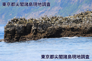 南小島のオオアジサシの群れ