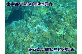 魚釣島周辺のサンゴ