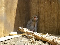 捕獲したタイワンザル 写真