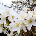 p_garden04.jpg