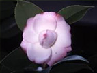 p10.jpg