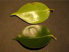 p16.jpg