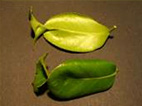 p17.jpg