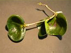 p18.jpg