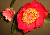 p30.jpg