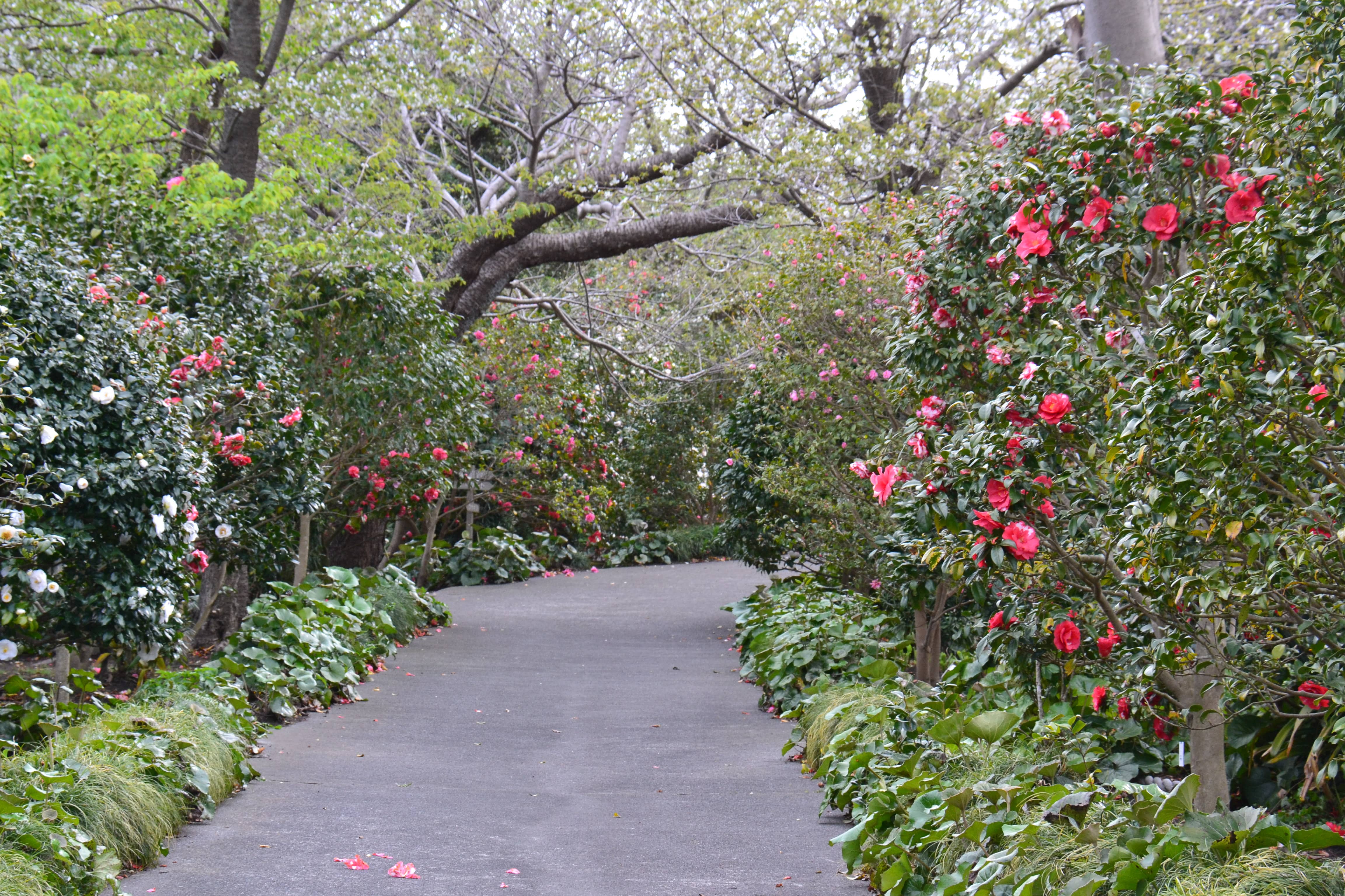 garden16-2