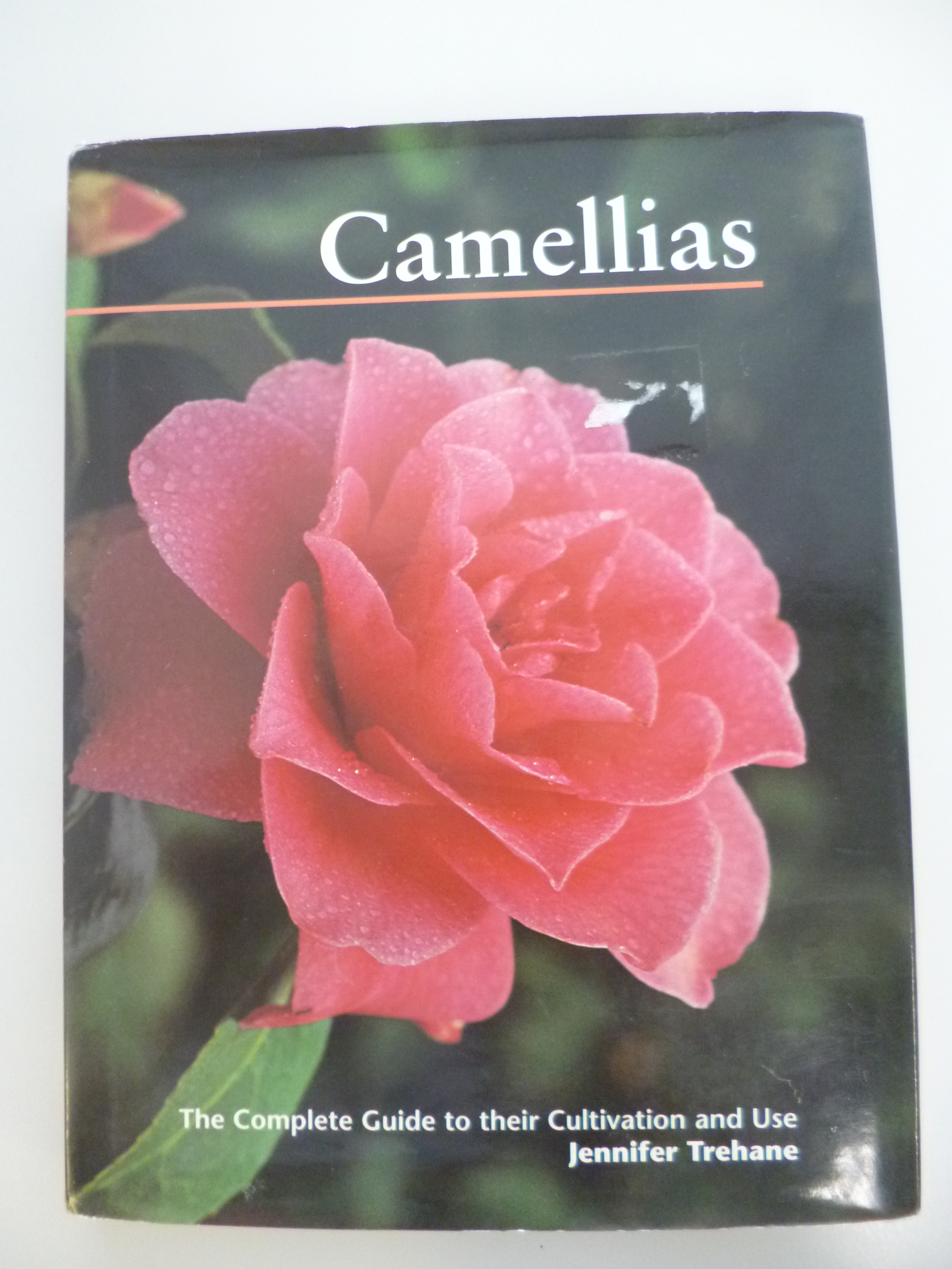 camellia