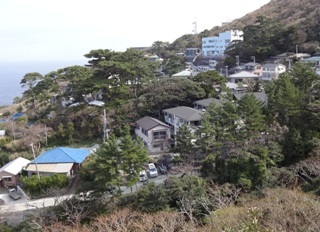 松くい虫防除事業を実施している御蔵島の松林 画像
