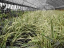 三宅村・御蔵島村で栽培されている主な農産物 画像3