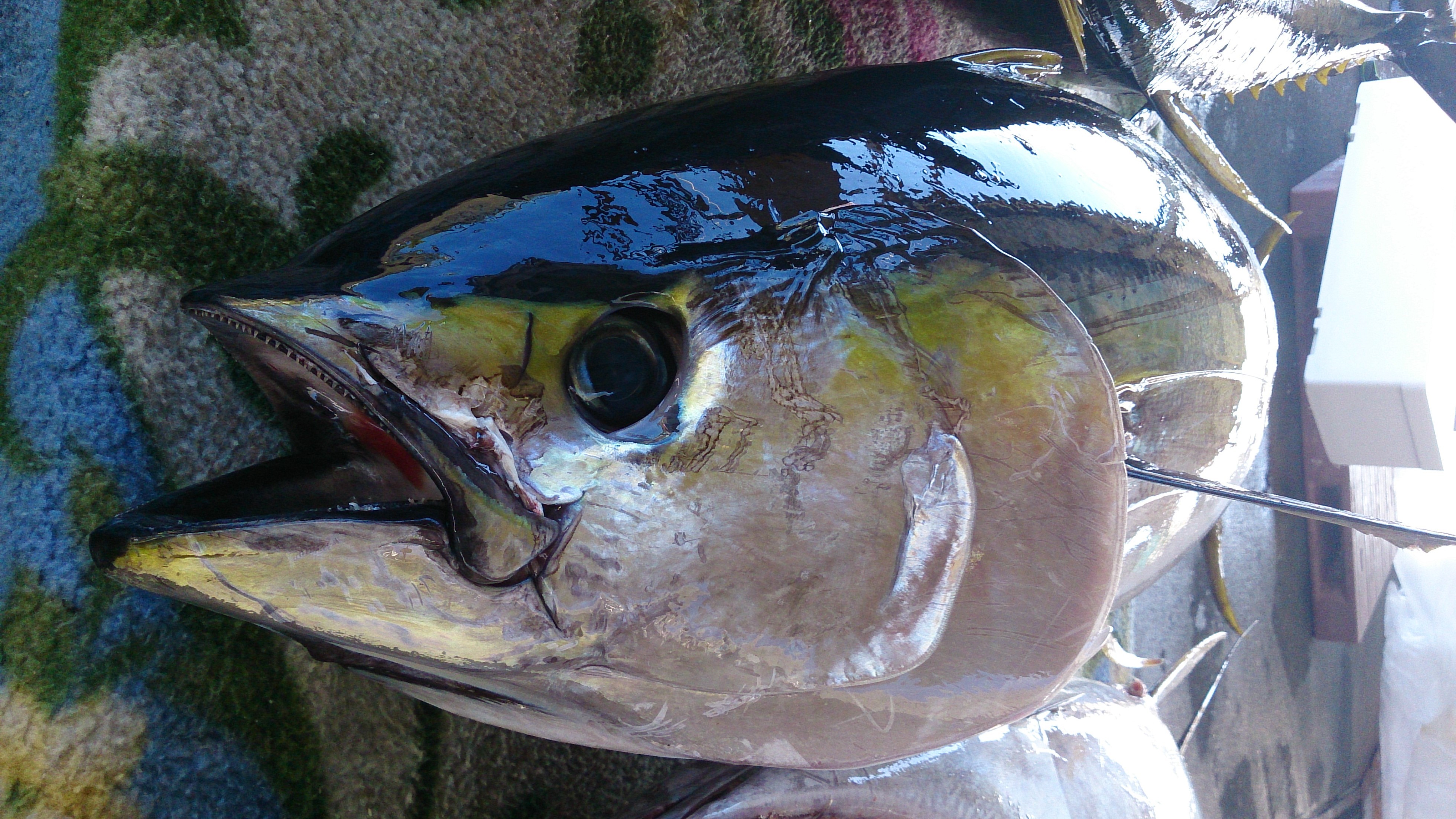 こんな魚が水揚げされています 画像1