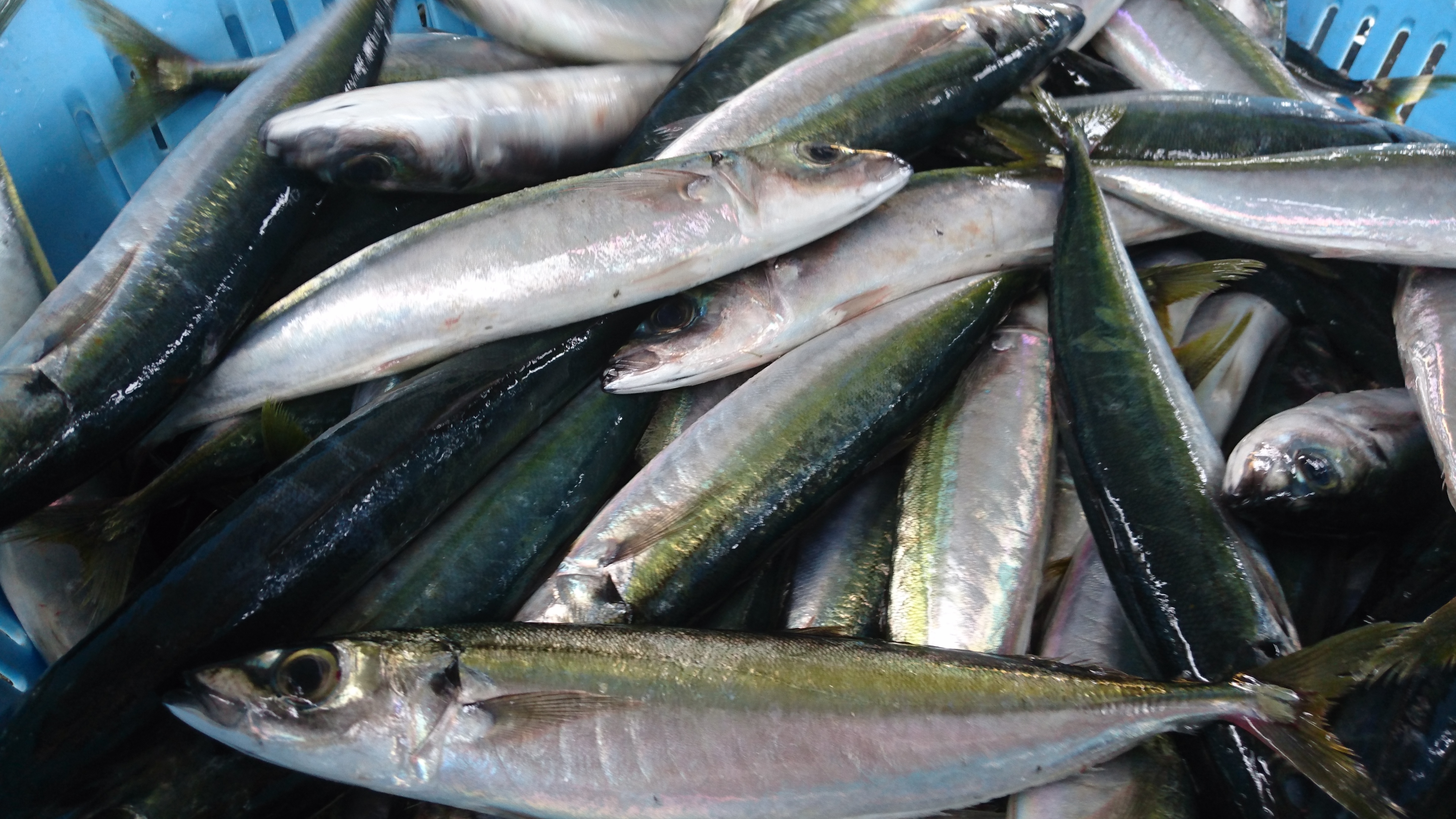 こんな魚が水揚げされています 画像3