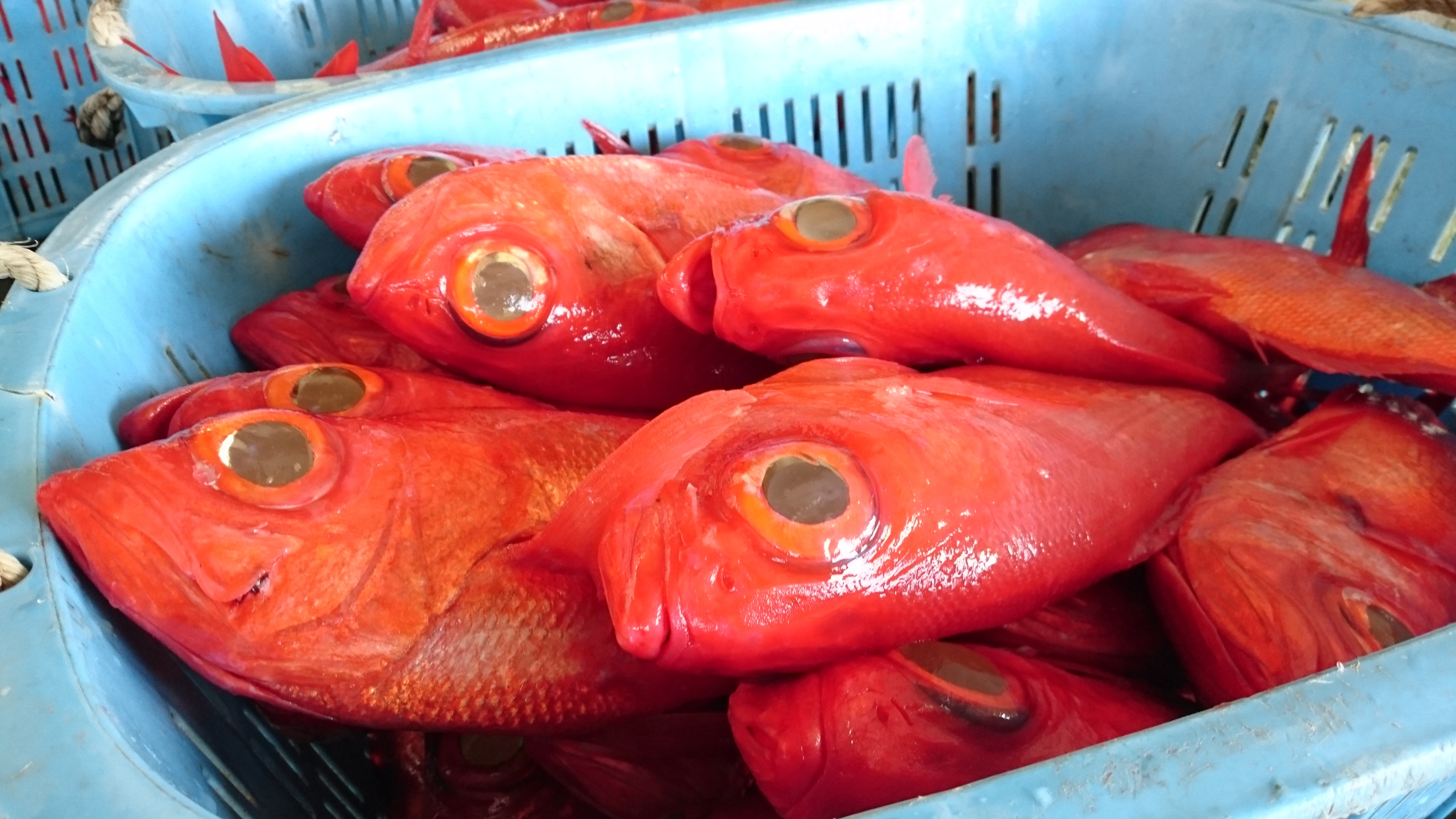 こんな魚が水揚げされています 画像4