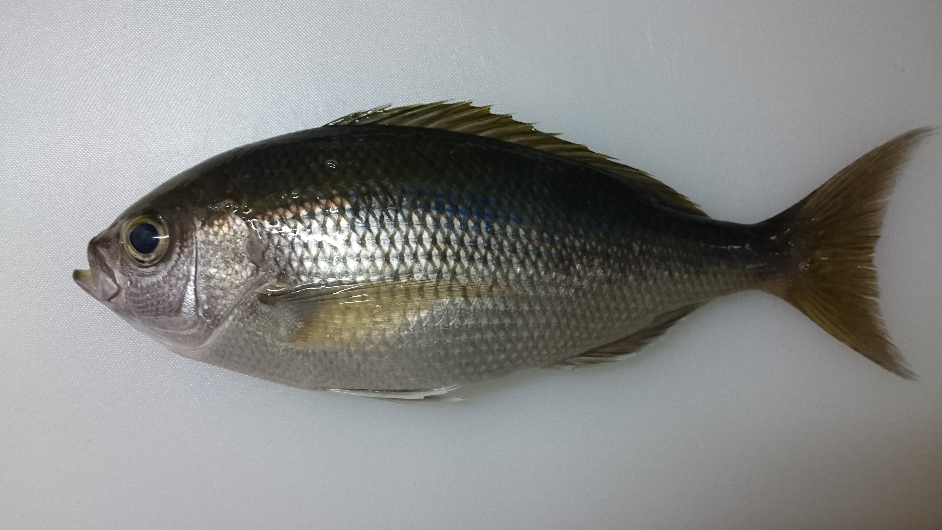こんな魚が水揚げされています 画像5