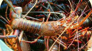 こんな魚が水揚げされています 画像6