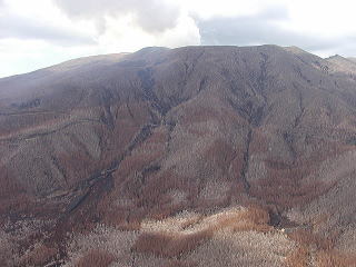 立枯れた山全景 画像