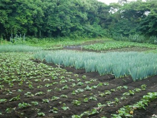 現在の農産物の生産風景 画像