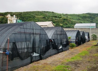 営農再開事業で整備されたパイプハウス 画像