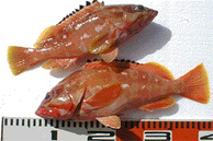4_p02.jpg