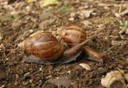 アフリカマイマイ 写真