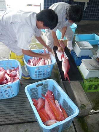 ハマダイ水揚物の計測 写真