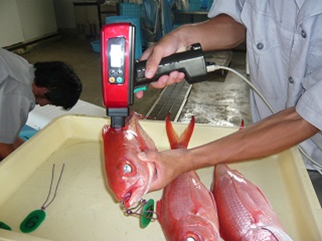 ハマダイ脂肪含量調査 写真
