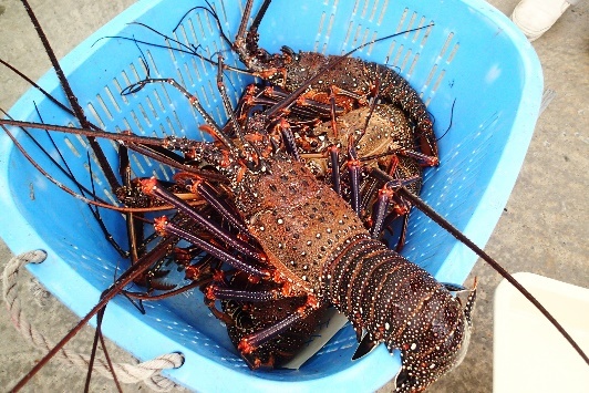 水揚げされたアカイセエビ 写真