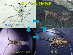 アカイセエビ飼育試験 写真