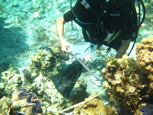 シャコガイの計測（沖ノ鳥島） 写真