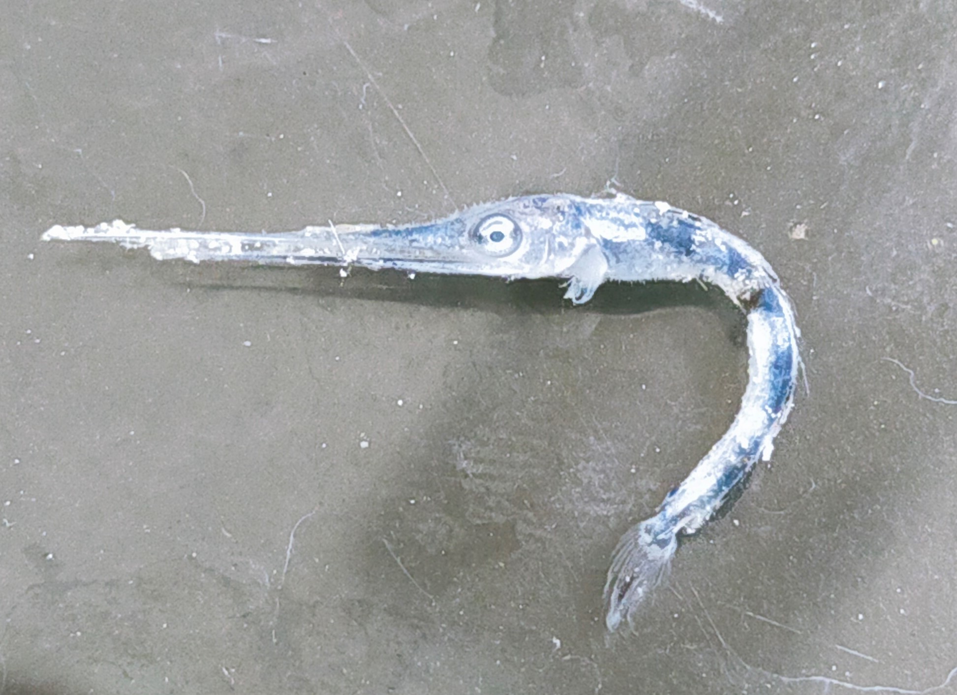 メカジキ稚魚.jpg